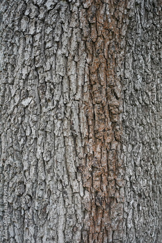 Makroaufnahme der Baumrinde einer Ungarischen Eiche (Quercus frainetto) photo