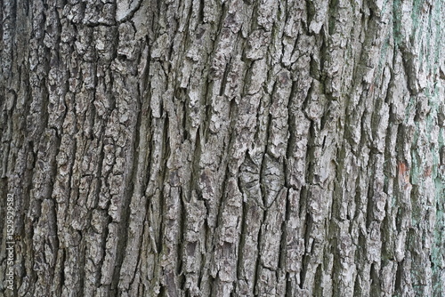Makroaufnahme der Baumrinde einer Ungarischen Eiche (Quercus frainetto) photo