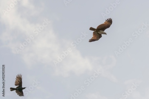 Crow chasing away flying Eagle