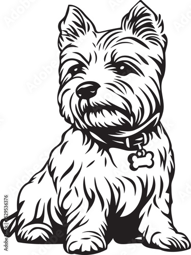 cute West Highland White Terrier dog with collar