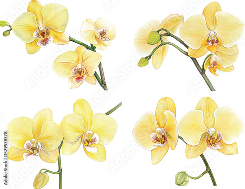 yellow orchid, tropical flowers, isolated white background, watercolor illustration vector botanical painting, greeting card