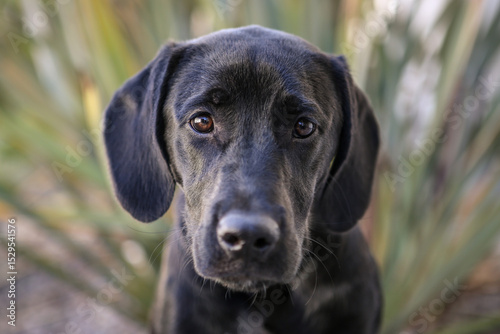 Wallpaper Mural Black lab puppy sitting looking at the camera with puppy dog eyes and mouth closed outside Torontodigital.ca