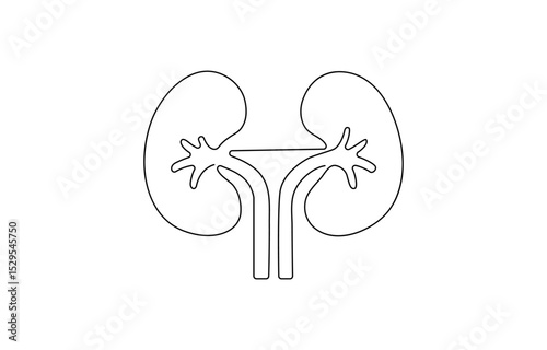 Continuous line drawing of the human organ kidney in one line with,  single line drawing of kidney. editable stroke.