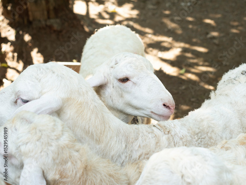 Animal Sheep and Goats Feed for Eid al-Adha in Islam. Goats to be slaughtered during the Eid al-Adha celebration, Eid al-Qurban celebration involves slaughtering goats.
