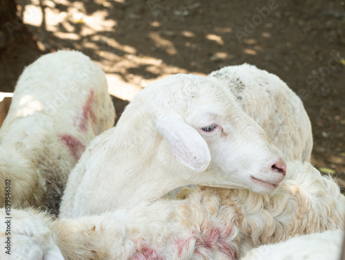 Animal Sheep and Goats Feed for Eid al-Adha in Islam. Goats to be slaughtered during the Eid al-Adha celebration, Eid al-Qurban celebration involves slaughtering goats.