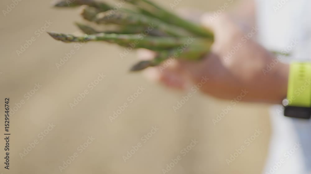 A person is holding a bunch of asparagus. The asparagus are green and have a pointy end