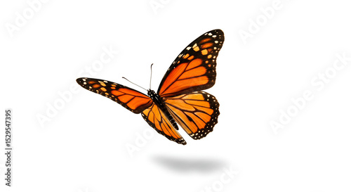 colorful butterfly flying on white background