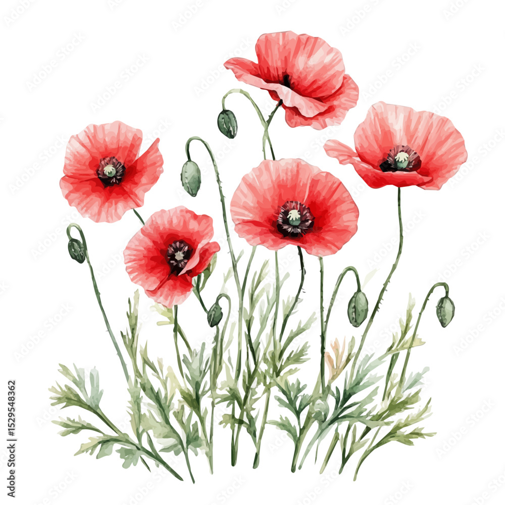Obraz premium Blooming Poppies Wide Field, watercolor drawing vector, high quality, isolated on a white background.