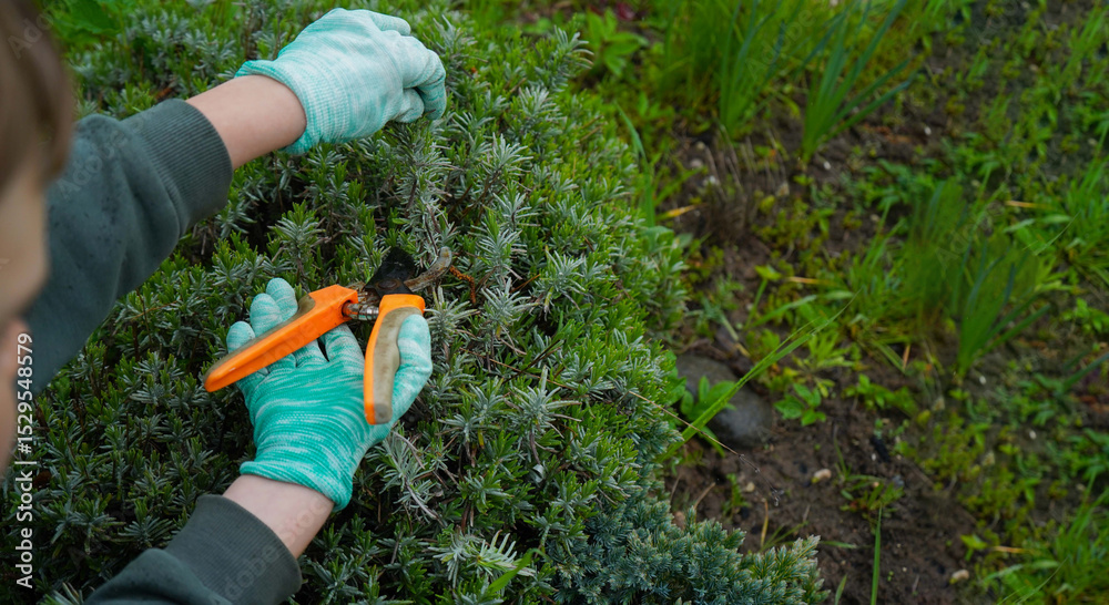 Fototapeta premium With gloved hands, shears are used to prune lavender bushes. Seasonal gardening work includes trimming.