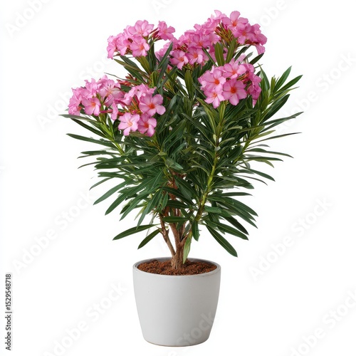 Pink oleander plant in white pot studio shot isolated on white background