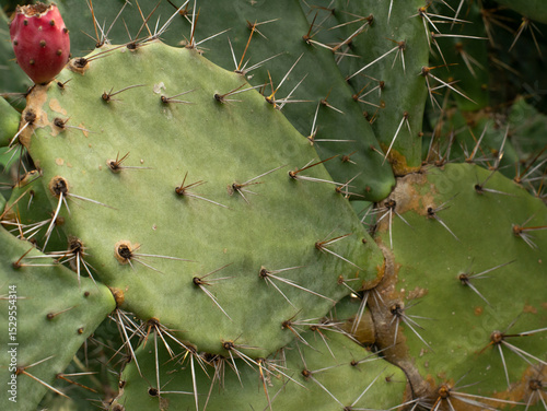 flat cactus tree on the mountain. green flat cactus.