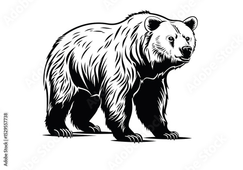 Bear drawing, white background