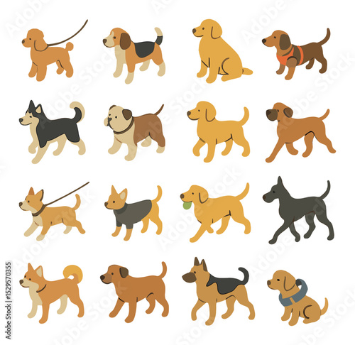 Different dog sizes and breeds isometric set. small poodle on leash, medium-sized beagle, large golden retriever, dachshund in harness, husky walking