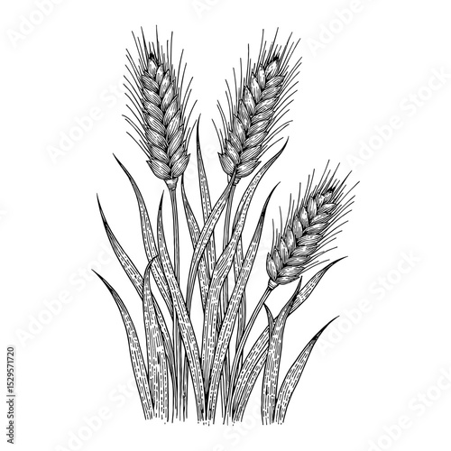 Detailed Wheat Plants Harvest Crop Black and White Outline Line Art Drawing Vintage Isolated Illustration