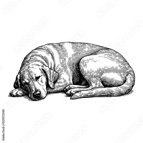 Sleeping Dog Curled Up Peacefully Black and White Outline Line Art Drawing