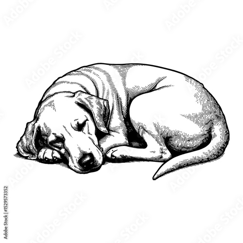 Sleeping Dog Curled Up Peacefully Black and White Outline Line Art Drawing Vintage Engraving Style
