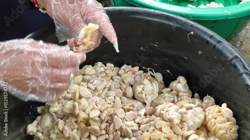 Fresh cocoa beans are extracted, cleaned, and piled for fermentation, key to developing rich chocolate flavor before drying