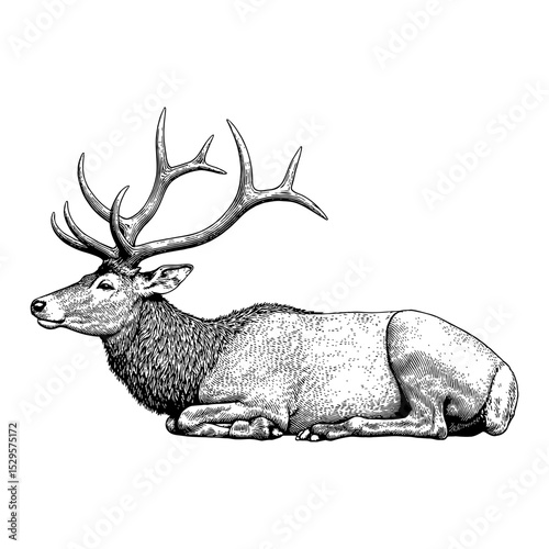 Majestic Antlered Elk Lying Sleeping Wildlife Creature Vintage Black and White Outline Line Art Drawing