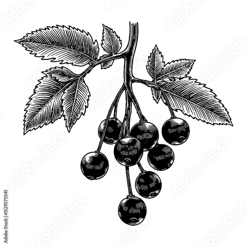 Cranberries Branch with Leaves Berries Black and White Outline Line Art Drawing Vintage Engraving