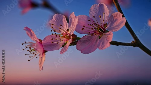 Close-Up Soft Focus Vibrant Pink Flowers