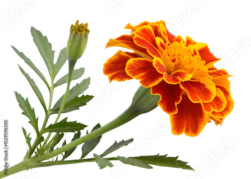 Marigold flowers isolated on white background