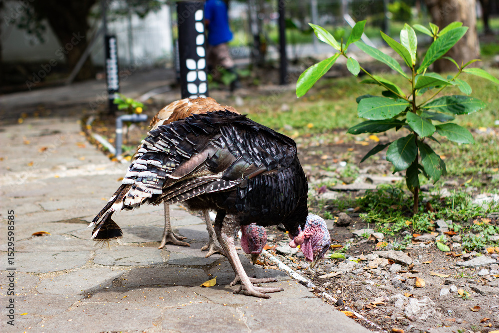 Obraz premium Two turkeys forage on a garden path, pecking at the ground under bright daylight. Their detailed feathers and colorful heads are captured in natural surroundings.