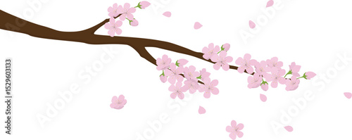 A branch of an oak tree