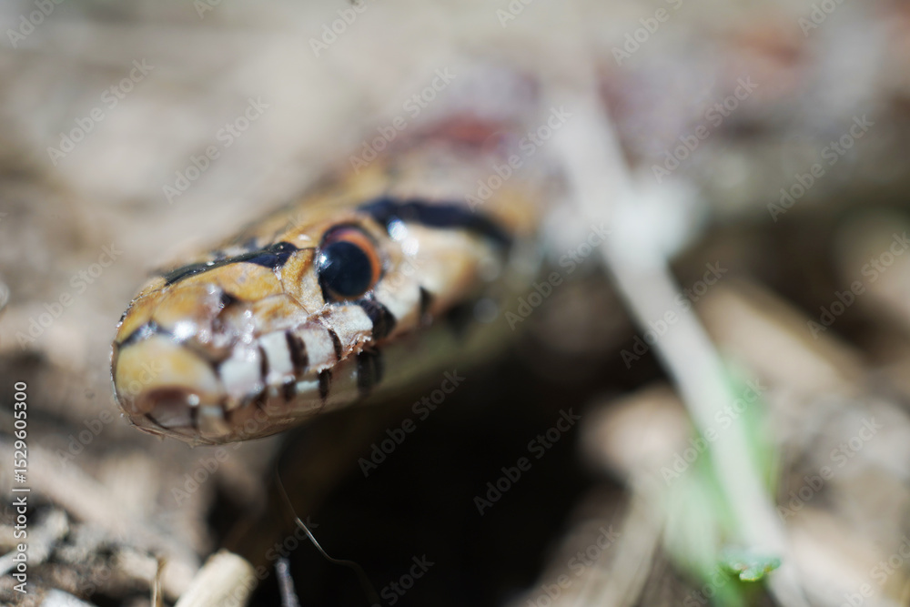 Obraz premium Snake with colors in the forest