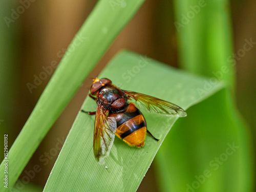 Εκτύπωση καμβά The hornet mimic hoverfly. Volucella zonaria