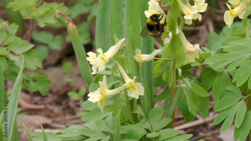 A bumblebee collects nectar from a Corydalis bracteata flower