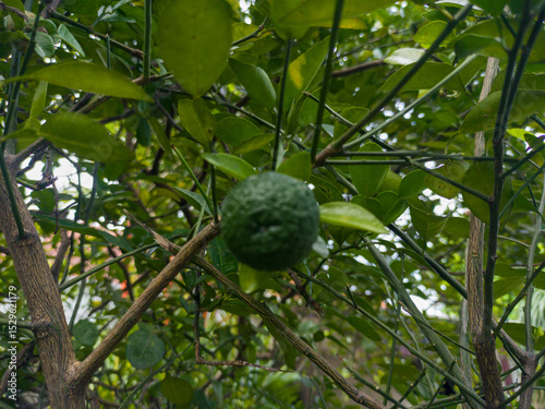 Close-up of green lime hanging on a tree in the garden