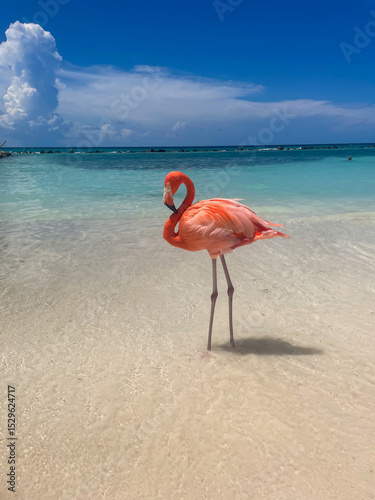 pink flamingo on the beach in aruba