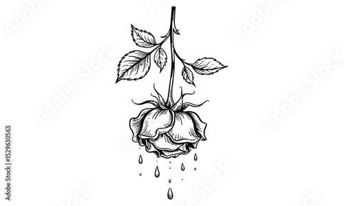 Hand drawn drooping rose with water droplets illustration