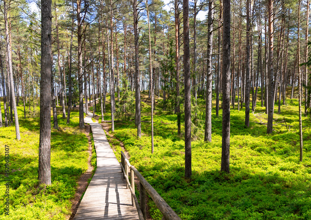 Fototapeta premium Wooden paths through blueberry fields in a pine forest leading to the Baltic Sea in Riga, Latvia 