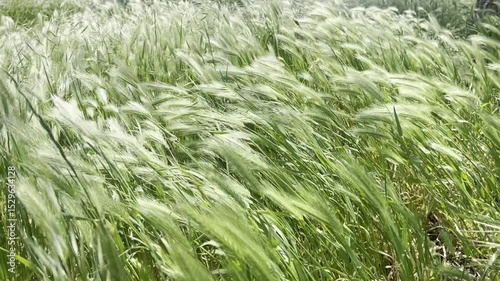 green wheat field