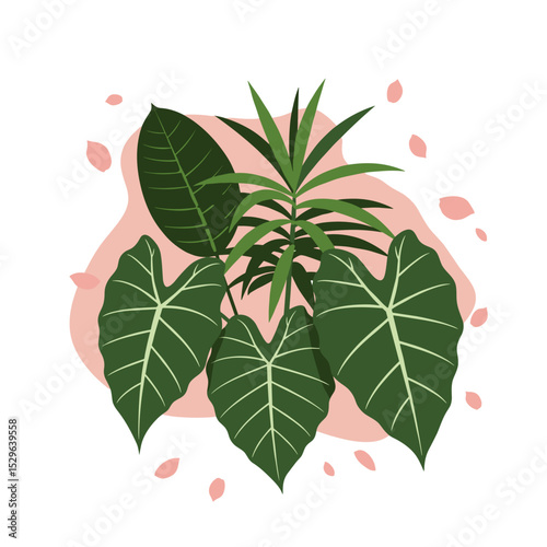  Tropical plant with large heart-shaped green leaves
