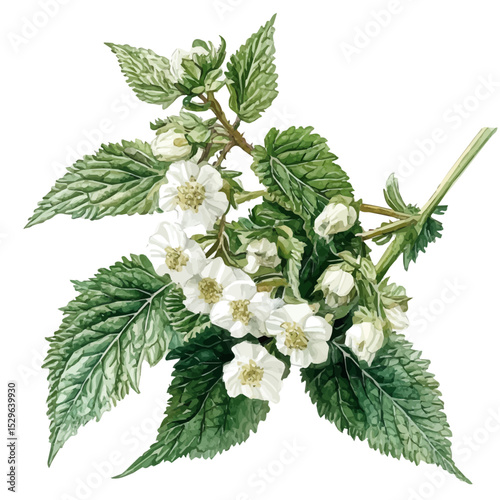 A White Dead-nettle Bouquet, watercolor illustration vector, high quality, isolated on a white background.