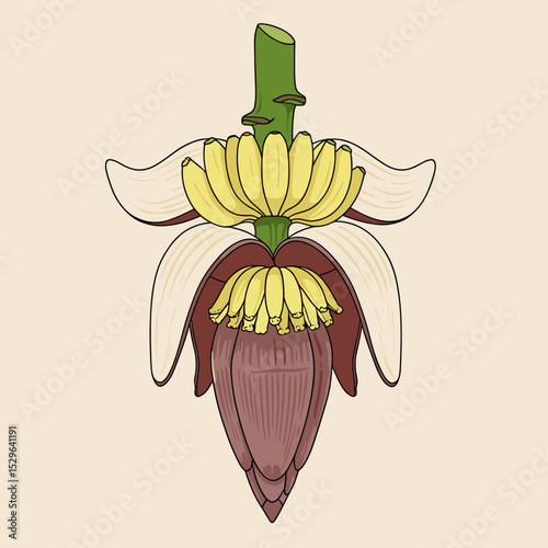 Banana flower cross-section illustration on beige background