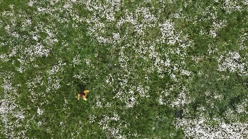 grass in the grass