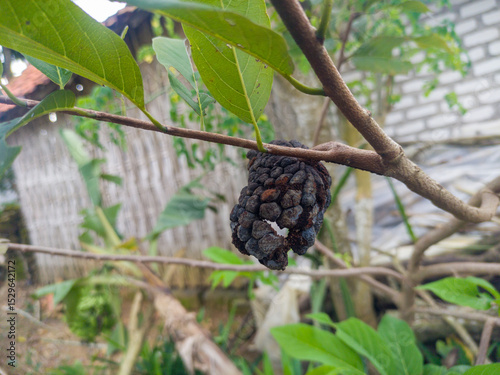 Photography Dried and rotten soursop fruit hanging from the tree