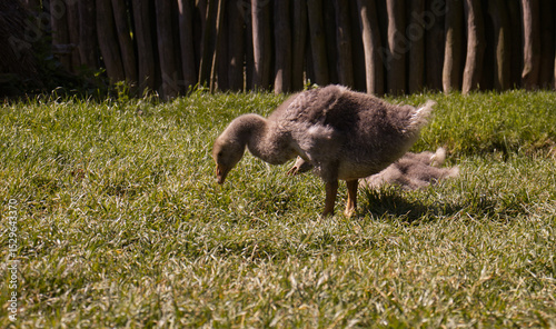 Baby duck on a farm in the grass. Baby duck grazing on fresh grass. Water bird on a farm. Spring sunny day.