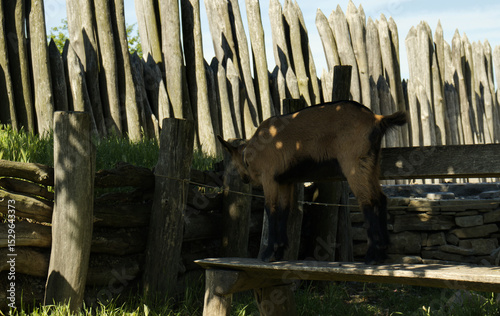 Young, curious and naughty goat on a wooden bench under a tree. Baby goat on a farm. Animals on a farm. Curious goat.