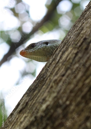 Tree-Dwelling Lizard Peeking from Tree Trunk in Natural Habitat
