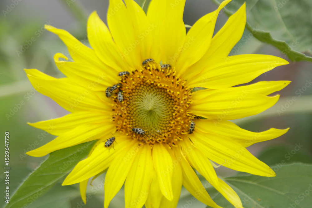 Fototapeta premium Foto de Flor de Gira Sol em Cunha