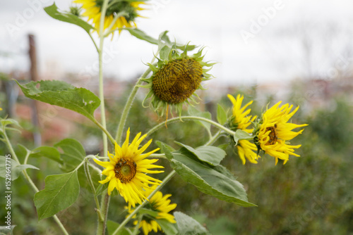 Foto de  Flor de Gira Sol em Cunha