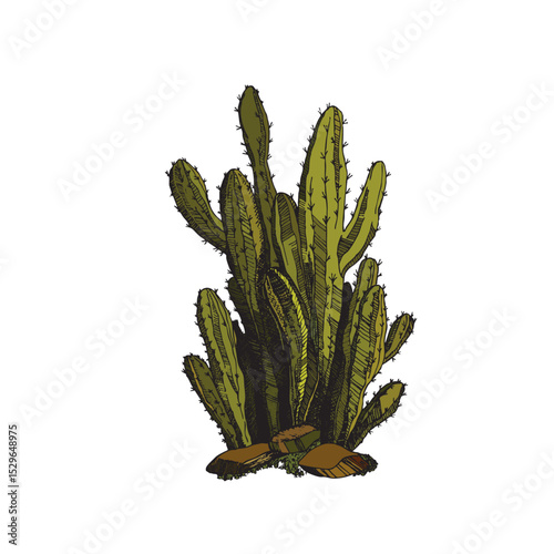 Tall succulent cactus with thorns isolated element. Vector drawing illustration for icon, game, packaging, banner. Wild west, western, cowboy concept.