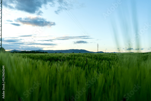 Lush green wheat field stretches toward distant mountains under a bright blue sky. A peaceful rural landscape full of life, growth, and harmony between agriculture and nature.

