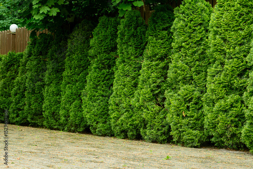 Dense, vibrant green arborvitae trees line a garden path, creating a lush natural hedge with uniform shapes and a wooden fence in the background.
