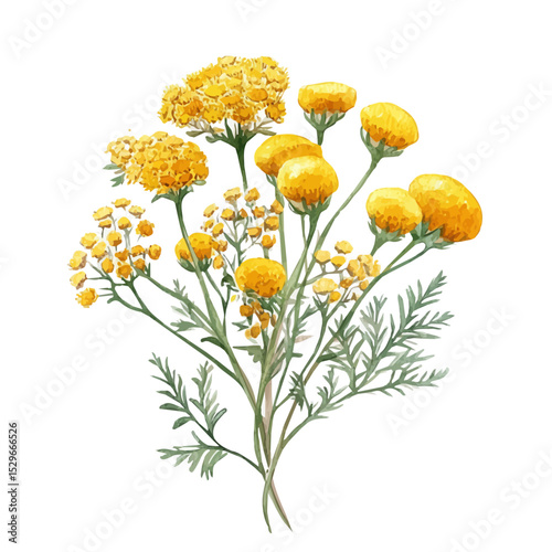 watercolor vector of A Tansy Bouquet, high quality, isolated on a white background.