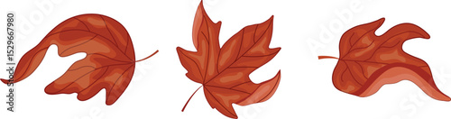 set of bent leaves from a hardwood tree, namely from a maple tree, for Canada Day or autumn designs
